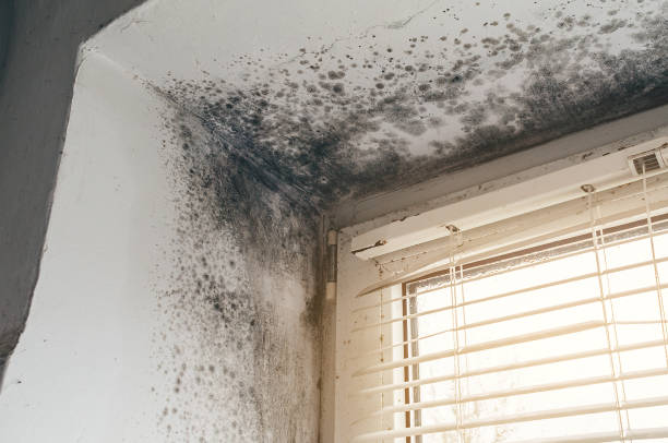 Affordable Mold Inspection And Testing solutions in Upper Falls, MD